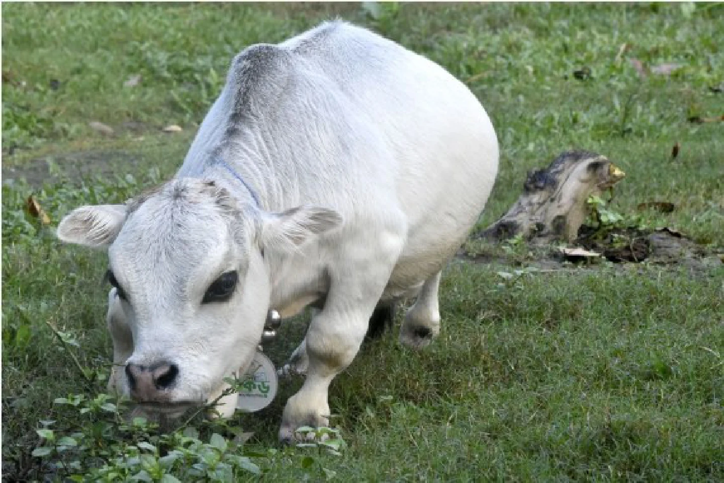 "Worlds smallest" dwarf cow draws crowds in Bangladesh