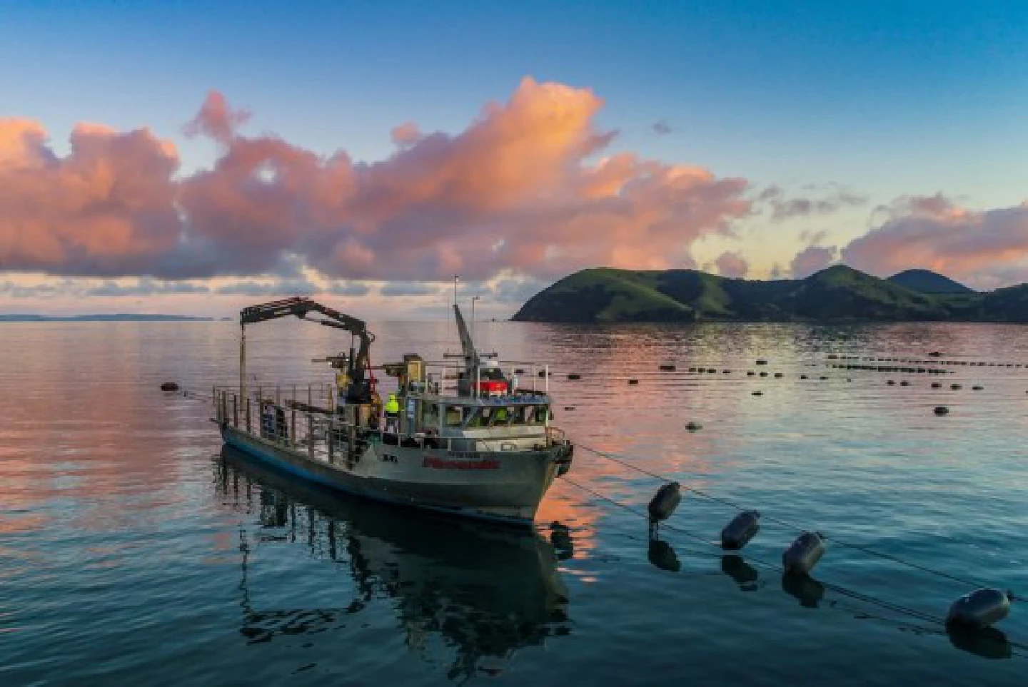 Hatchery-reared selective-breeding mussels lead aqua-industry more sustainable, profitable in New Zealand