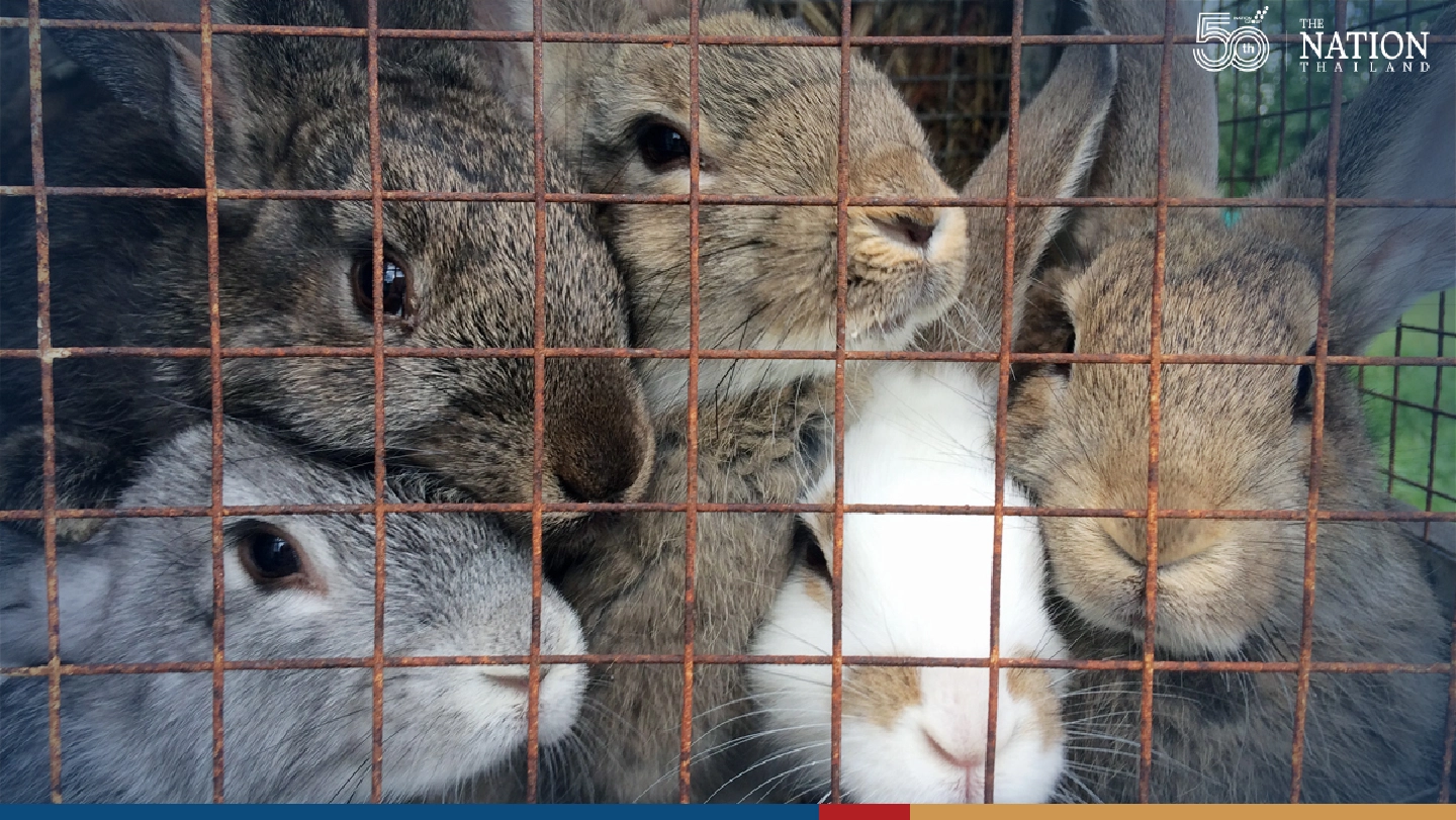 Europe weighs banning cages for farm animals