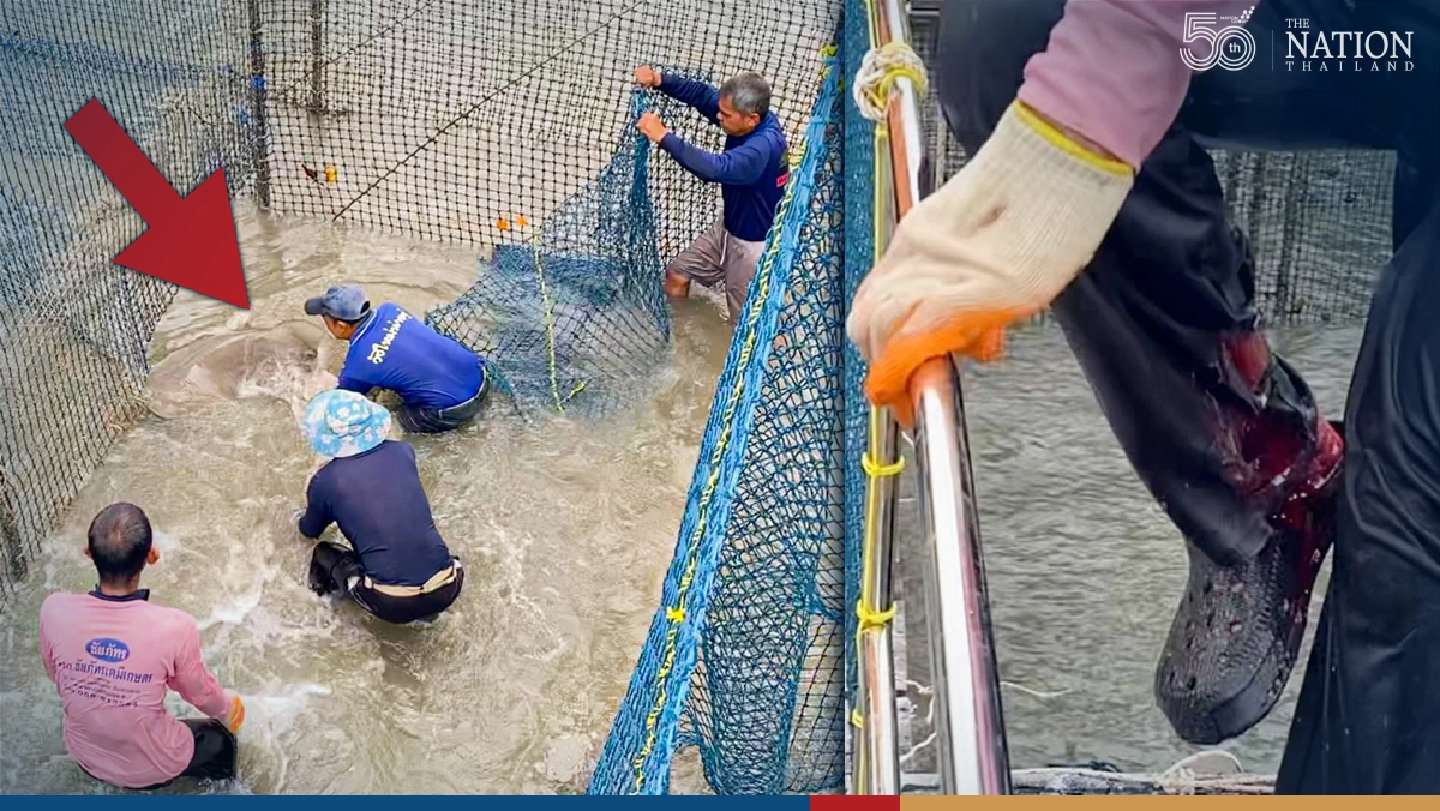 Bull shark attacks keeper at Chantaburi study centre Bull shark attacks keeper at Chantaburi study centre