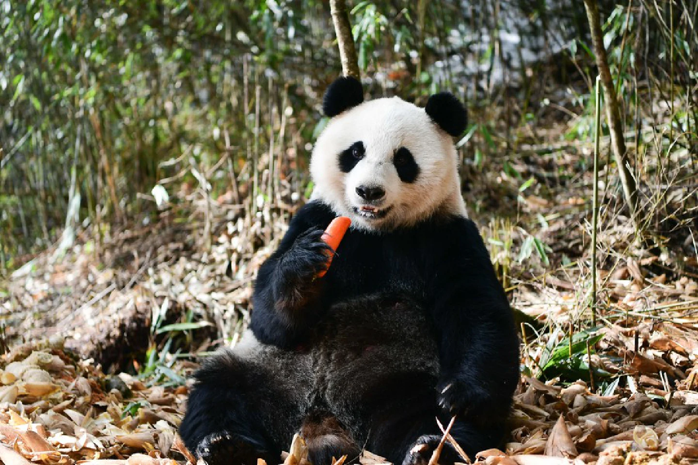 Protection of giant pandas wont be weakened in China: official