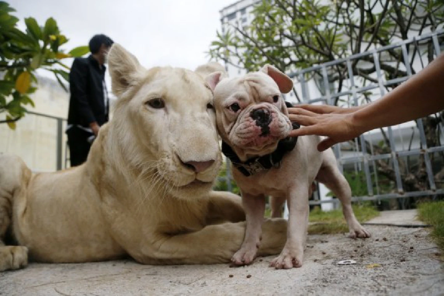 Cambodian PM allows return of seized pet lion to owner