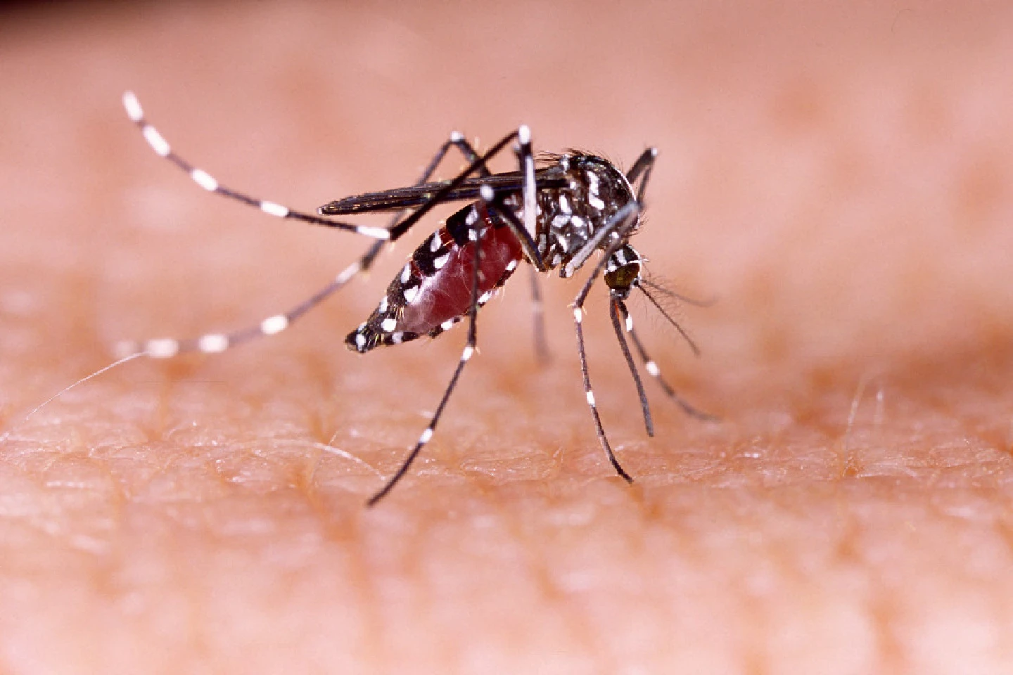 As Nepal struggles to contain Covid-19, risk of Zika outbreak rises As Nepal struggles to contain Covid-19, risk of Zika outbreak rises