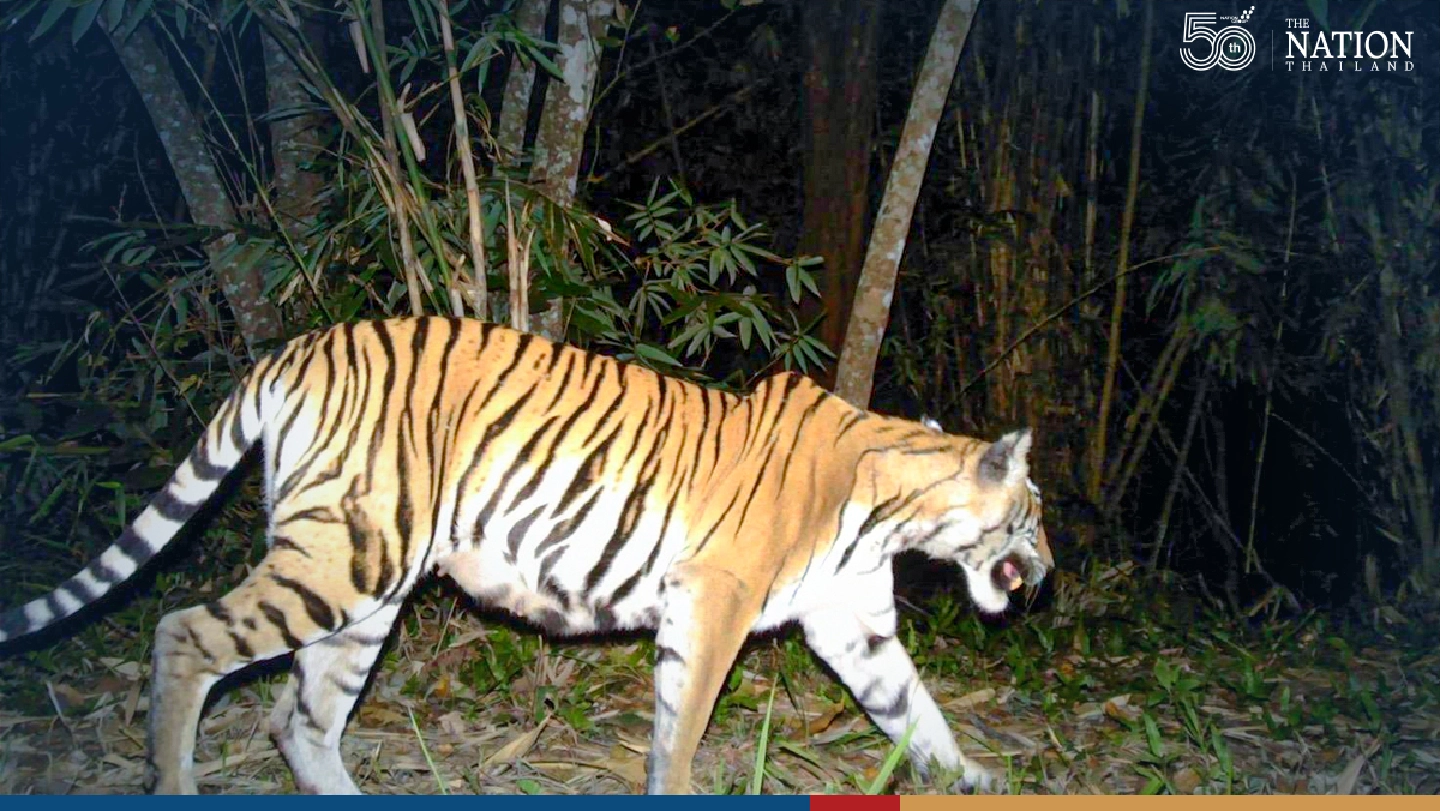 Camera traps prove national parks in west of Thailand thriving