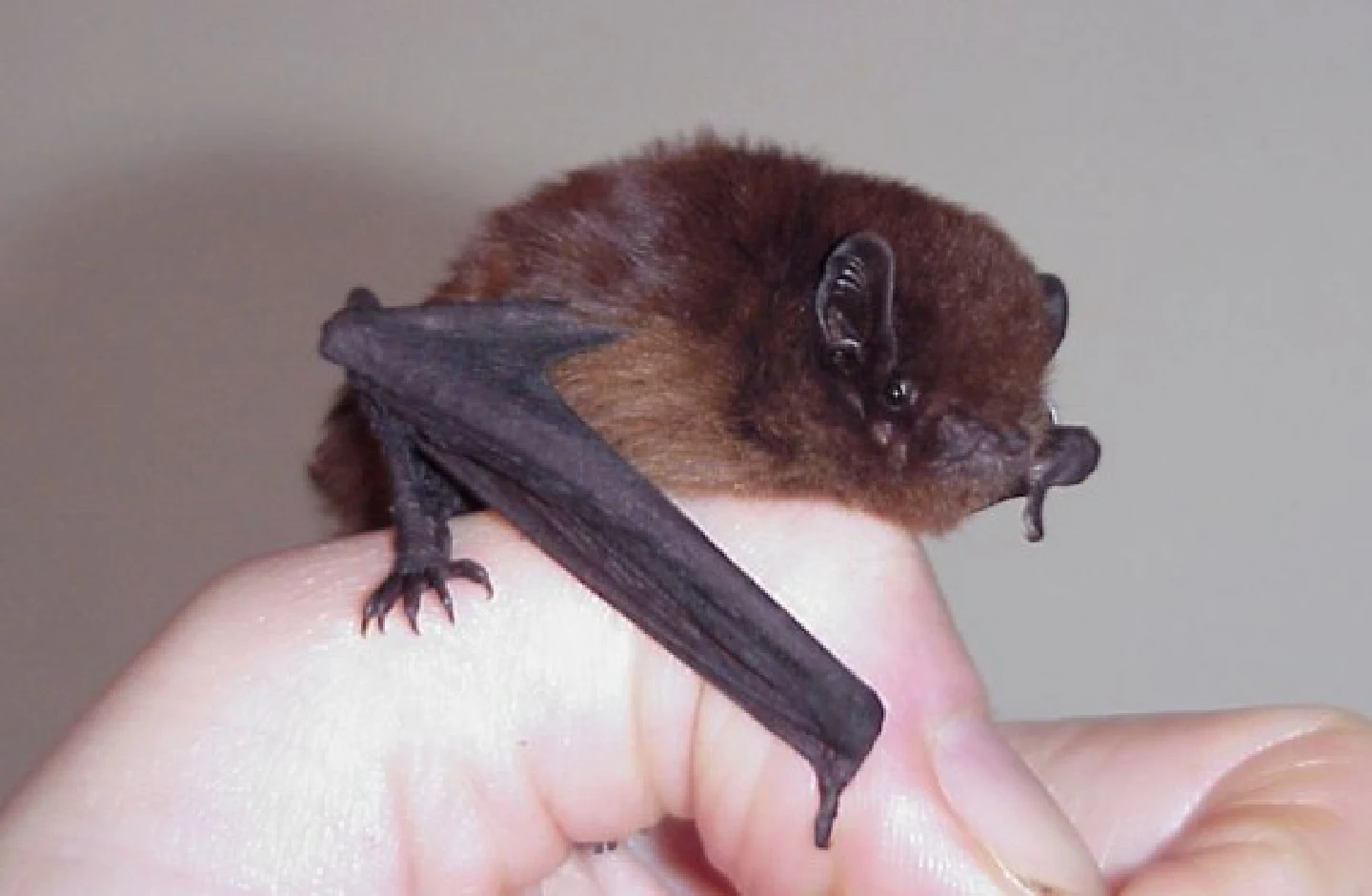 Endangered long-tail bats found in New Zealand 1st time in decades