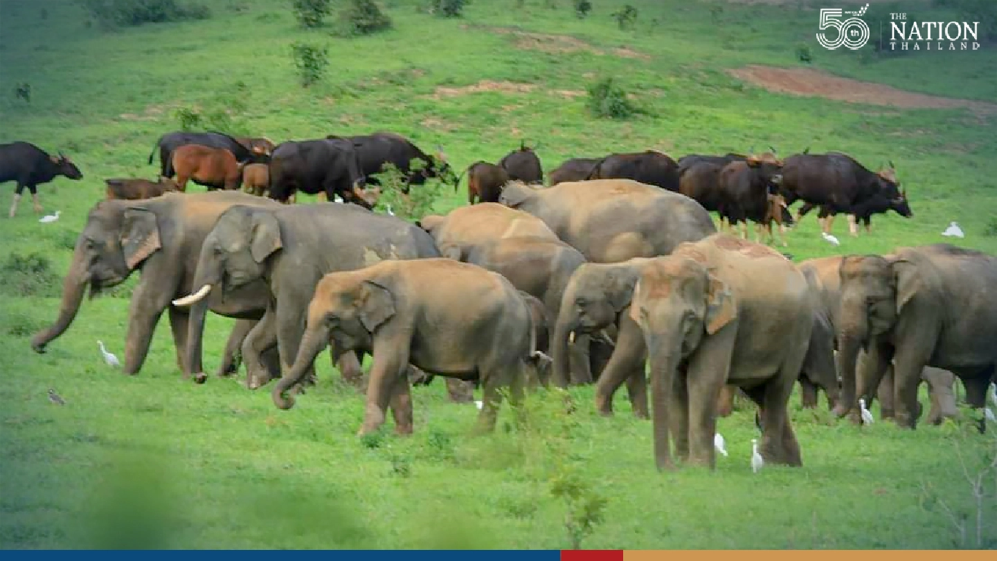 Without human intruders, animals have cosy time in national park Without human intruders, animals have cosy time in national park
