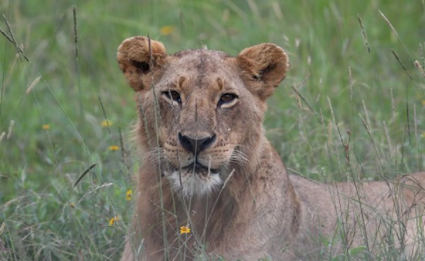 African campaigner calls for protection of lions as threats intensify