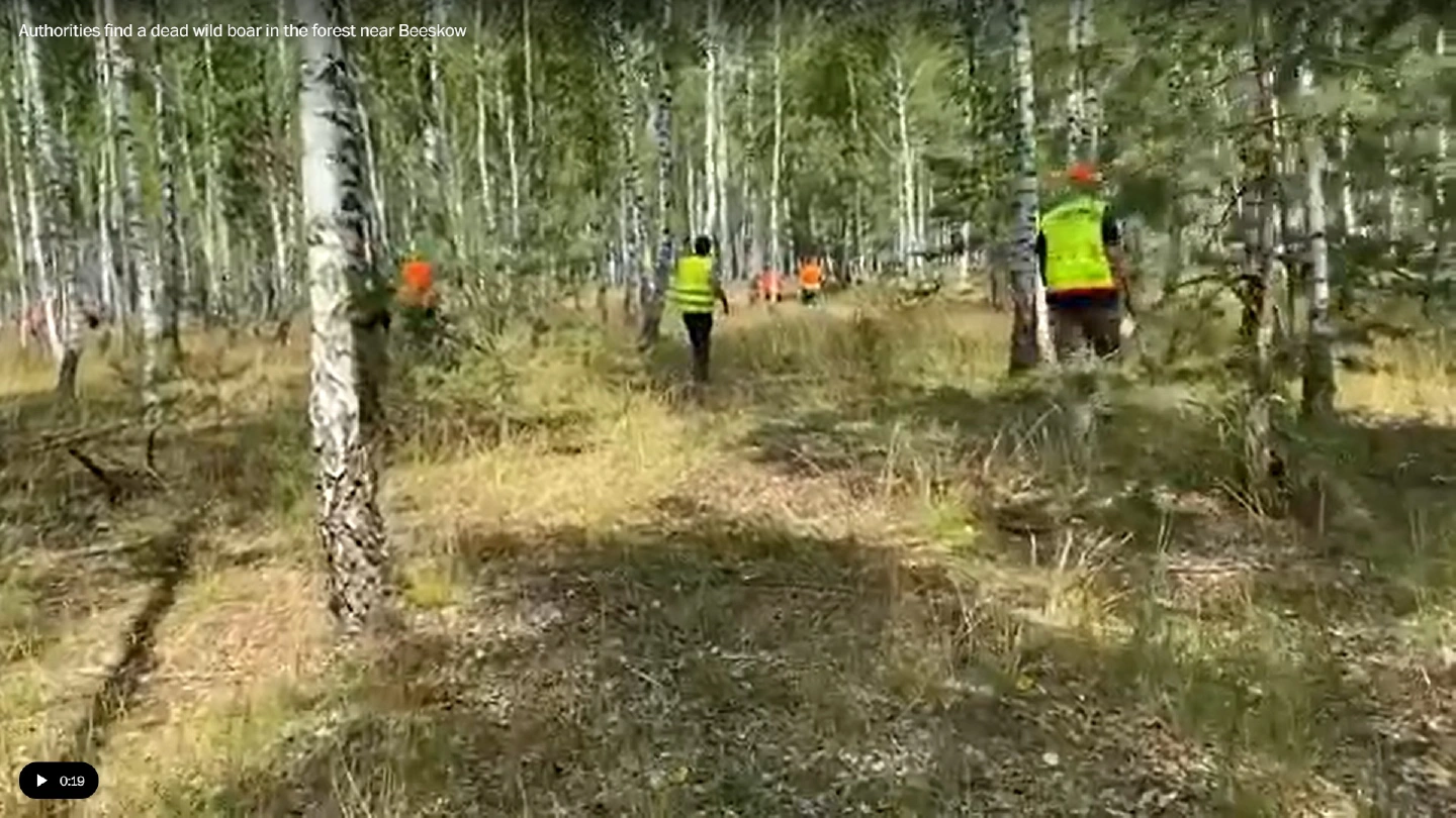 Deep in the forest, Germany fights another virus. This one hits pigs.