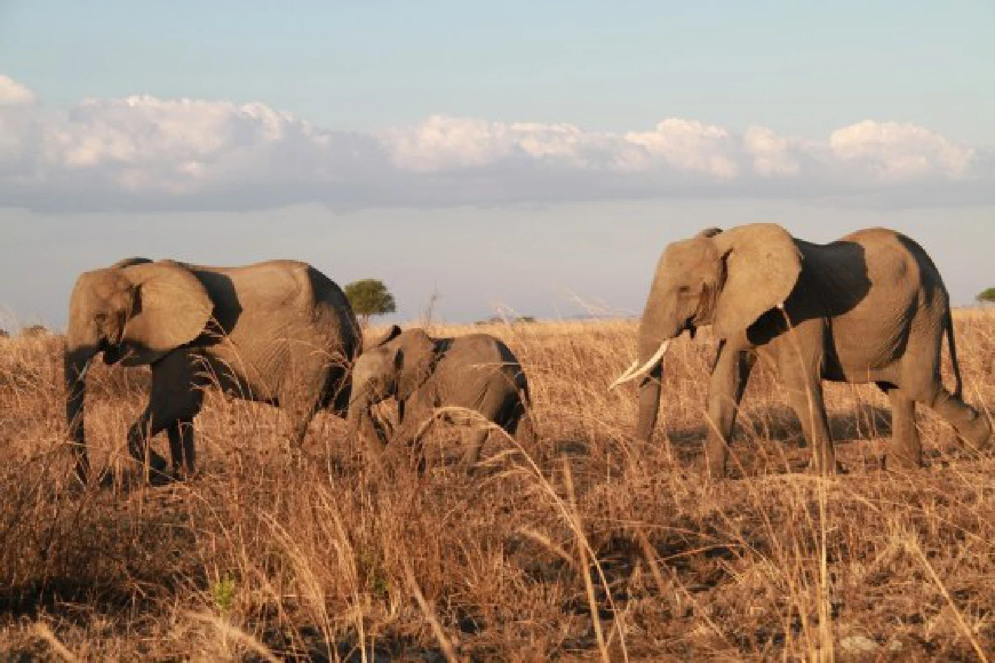 (Hello Africa) A glimpse of African elephants