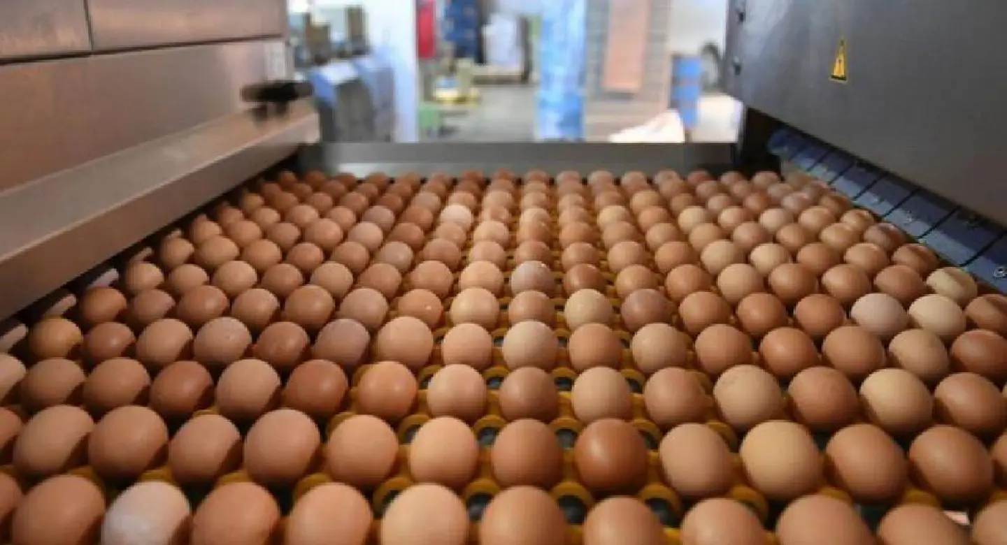 Egg production adequate to cope with sudden surge in demand