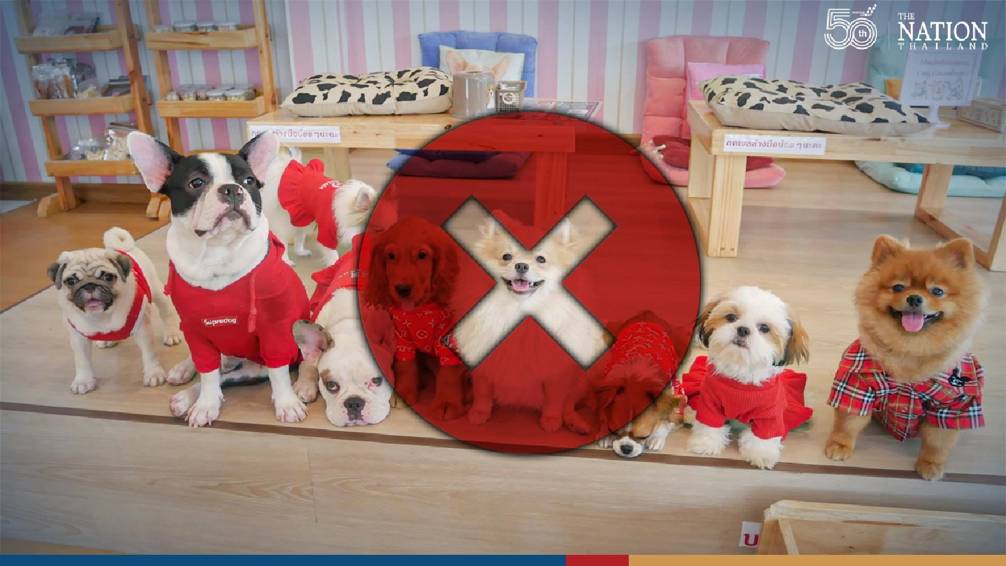Chiang Mai dog café bends under Covid pressure, seeks homes for its furry friends Chiang Mai dog café bends under Covid pressure, seeks homes for its furry friends