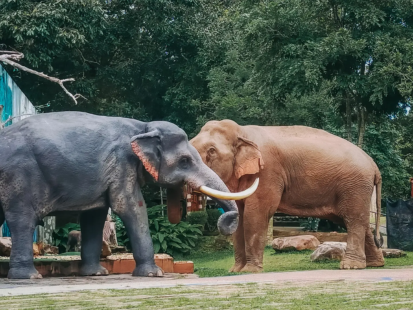 A one-sided battle of elephants