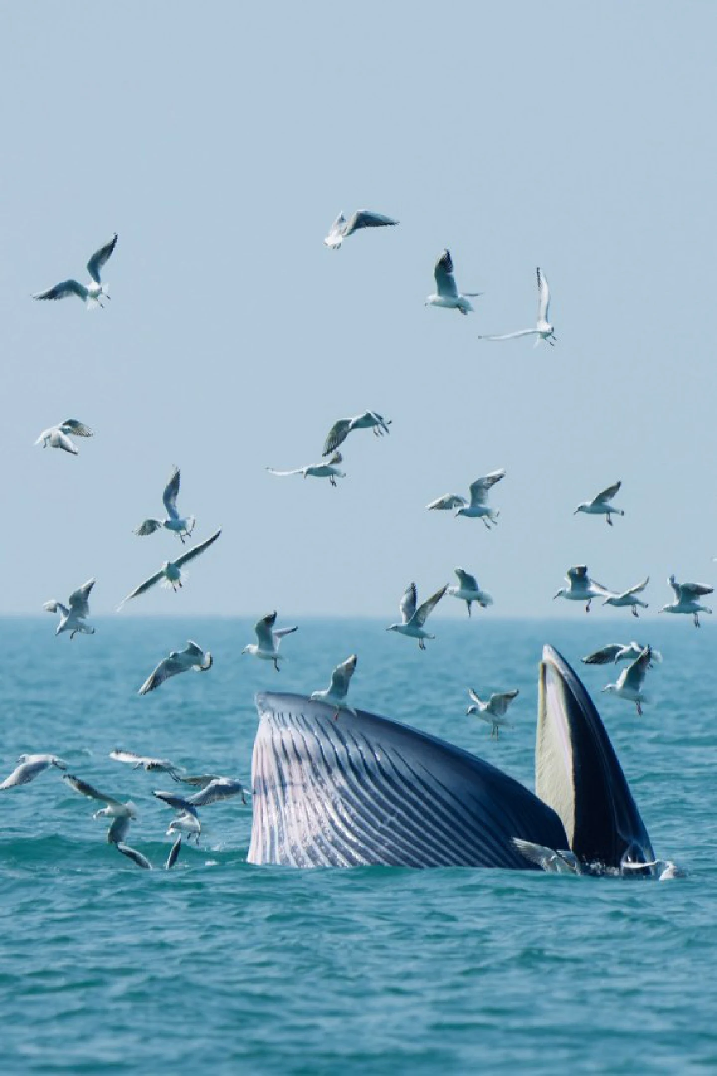 Shenzhen sets up temporary protection area for whale Shenzhen sets up temporary protection area for whale
