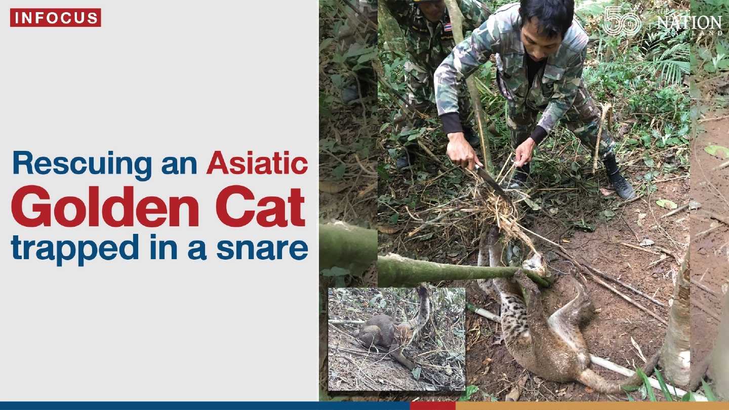 Rescuing an Asiatic Golden Cat trapped in a snare