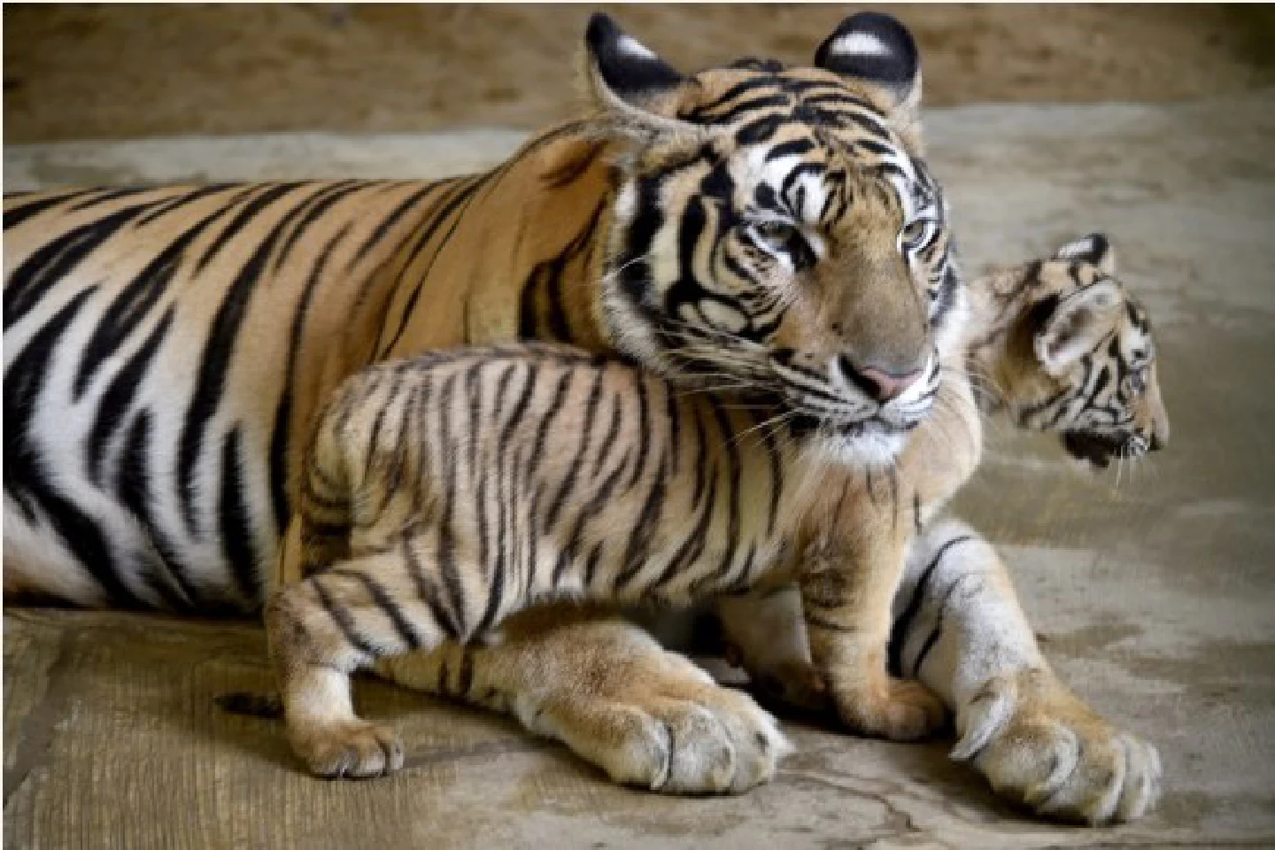 2 Royal Bengal Tiger cubs playing with mother at zoo