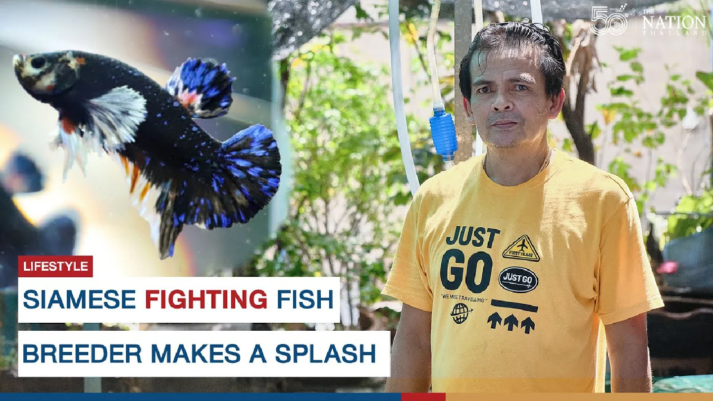 Siamese fighting fish breeder makes a splash