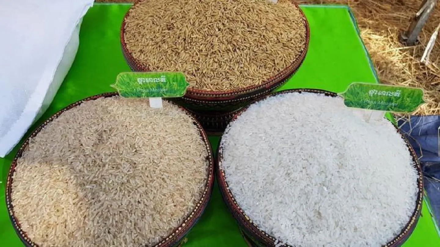Phka Mealadei rice sows seeds of success Phka Mealadei rice sows seeds of success