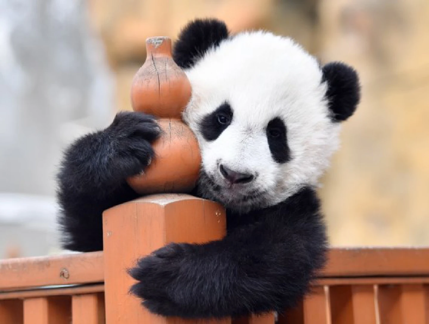 Pigeon pair panda cubs born in Chinas Shaanxi Pigeon pair panda cubs born in Chinas Shaanxi