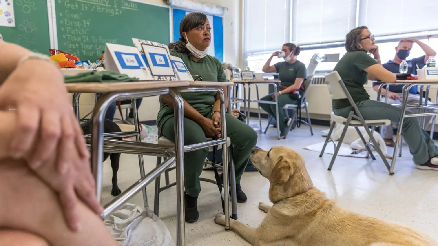 With stress on officers spiking, New York joins wave of police agencies using therapy dogs