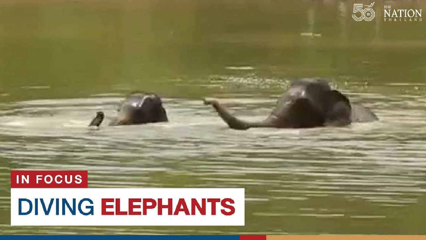 Diving elephants