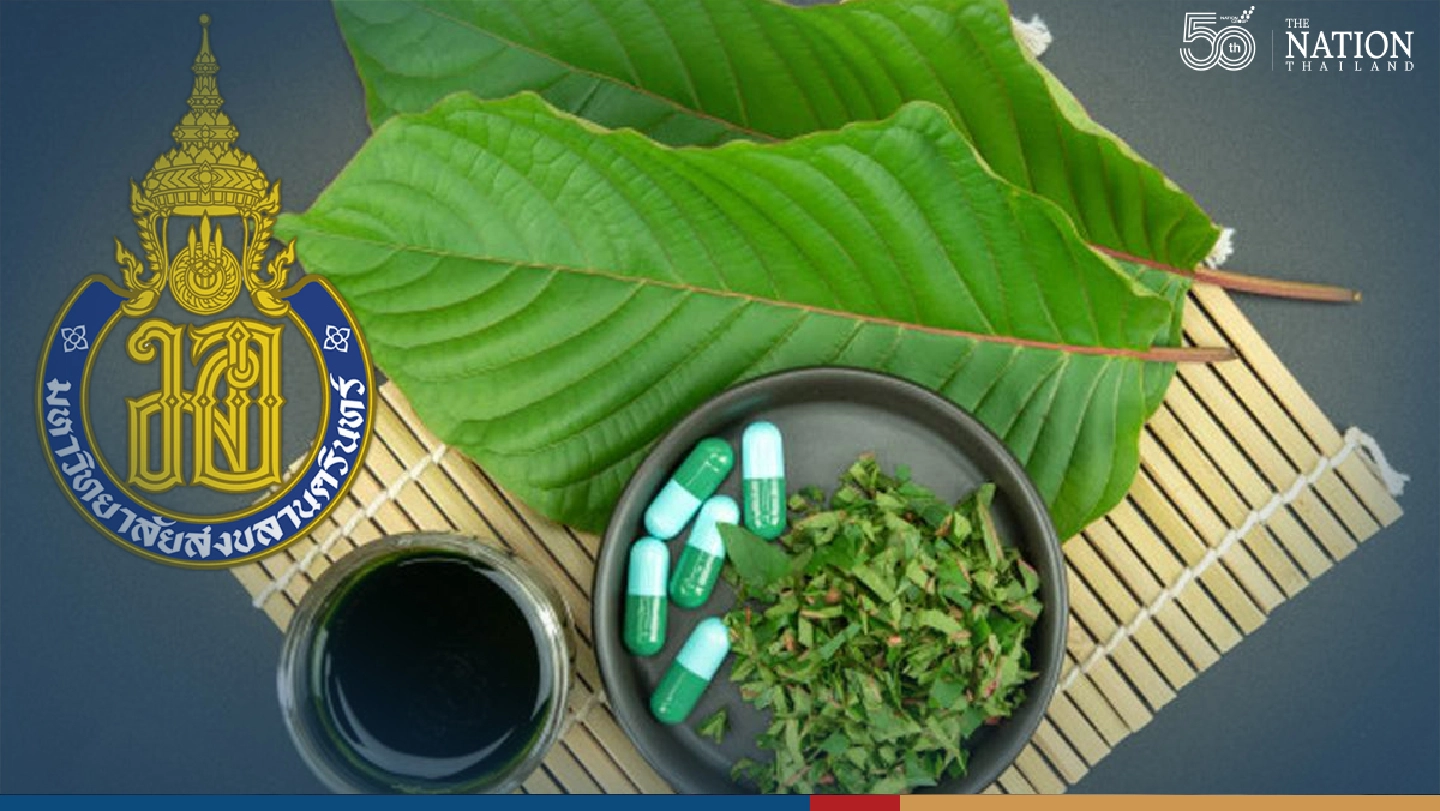 PSU studies use of kratom to treat drug addicts PSU studies use of kratom to treat drug addicts
