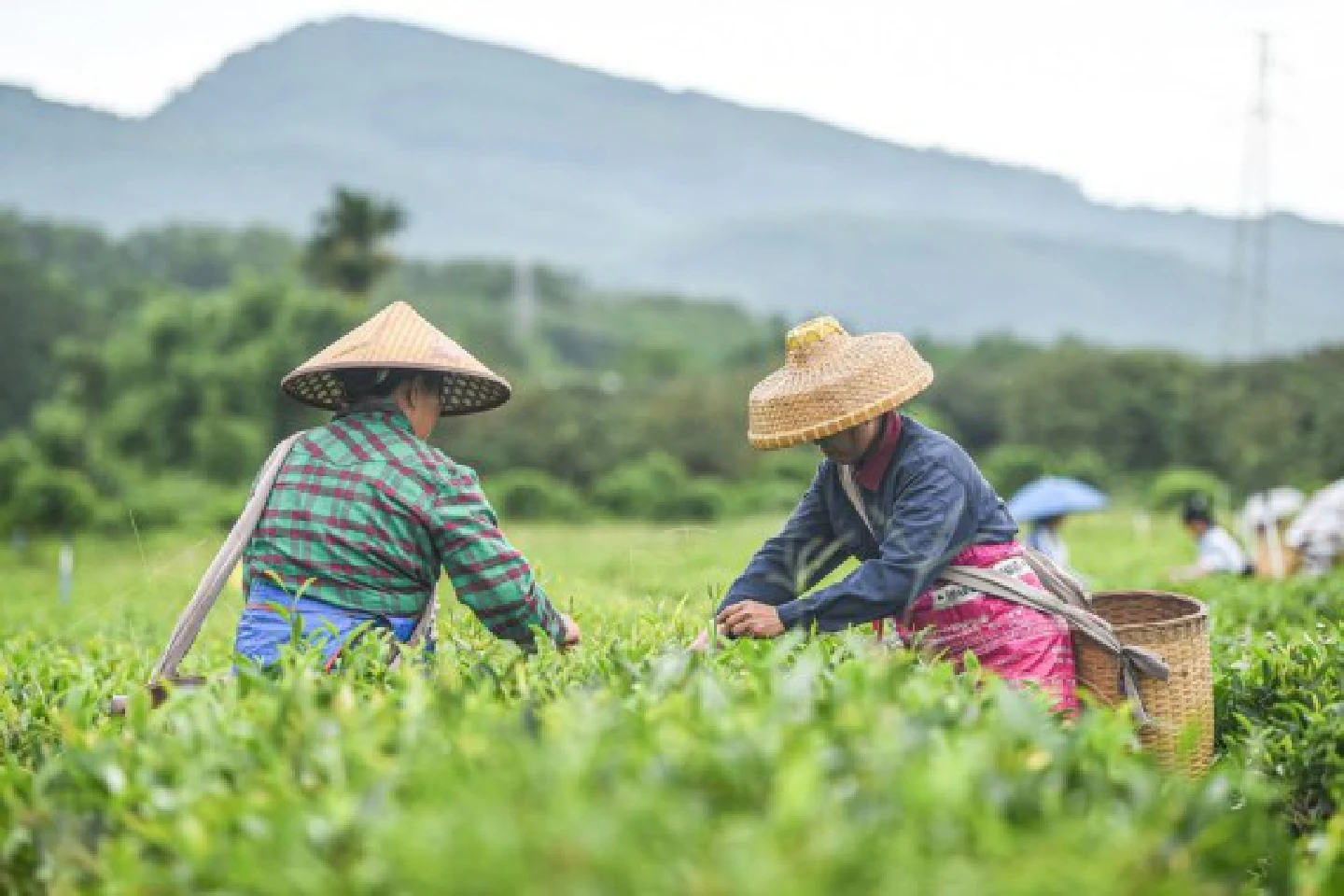 Drinking green tea may help prevent Alzheimers disease: study