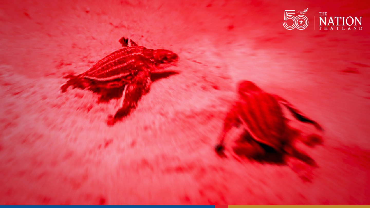 Phang Nga beach sand reinforcement project a threat to endangered leatherback turtles: expert