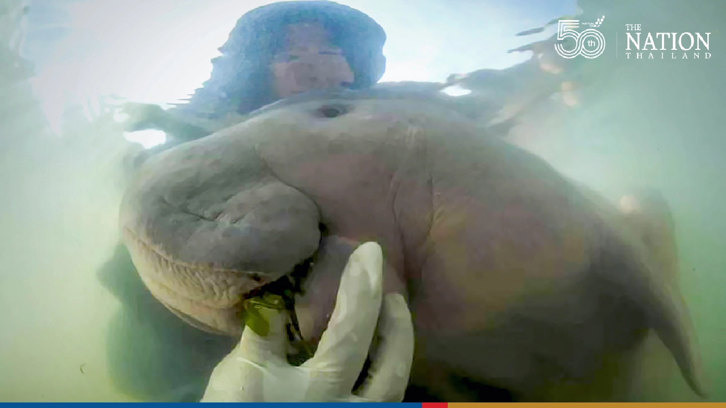 Marium Project kicks off 2 years after baby dugong dies from ingesting plastic Marium Project kicks off 2 years after baby dugong dies from ingesting plastic