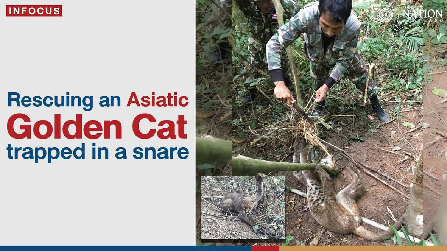 Rescuing an Asiatic Golden Cat trapped in a snare