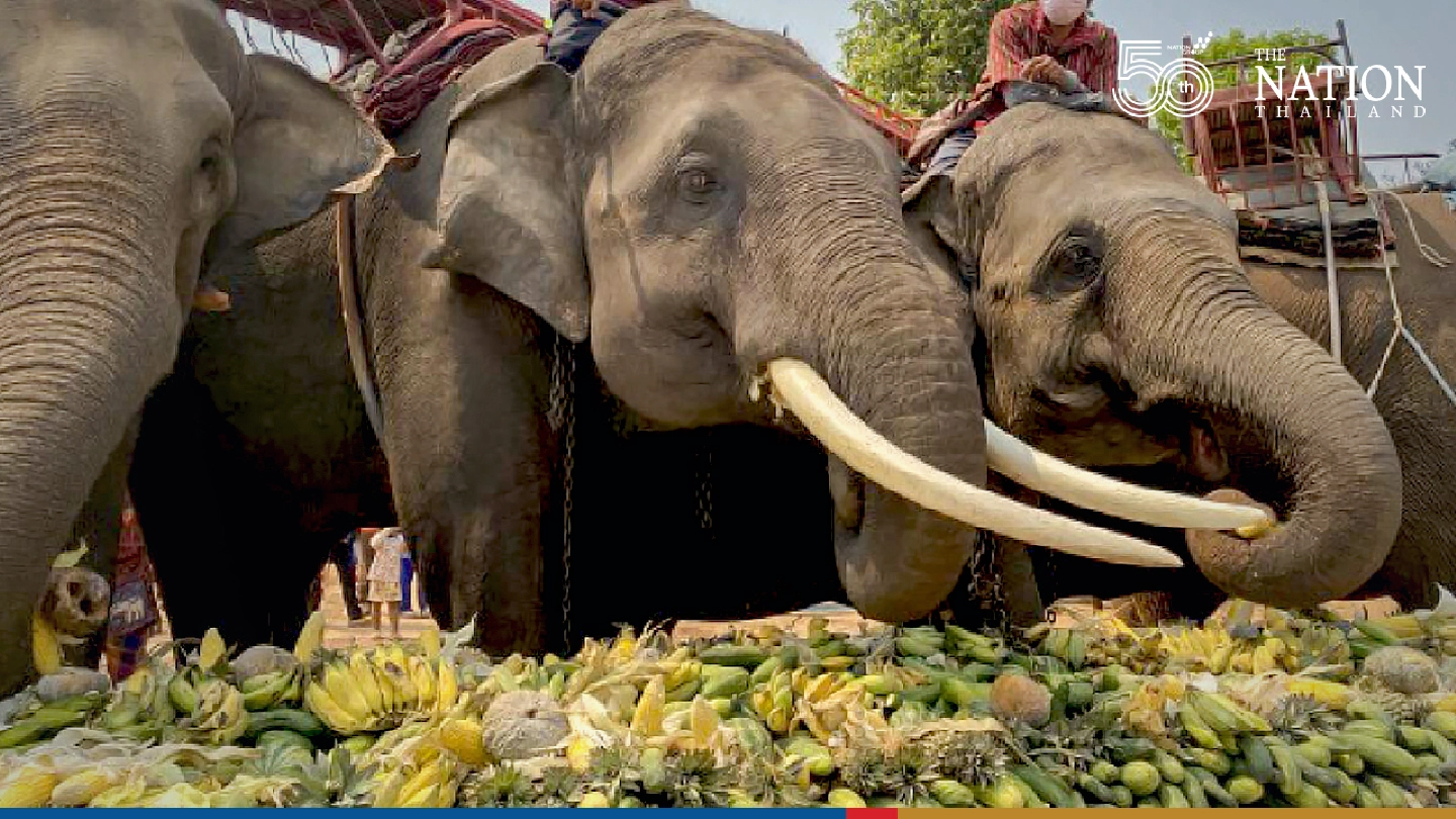 Hope for Chiang Mai elephants going hungry during pandemic Hope for Chiang Mai elephants going hungry during pandemic