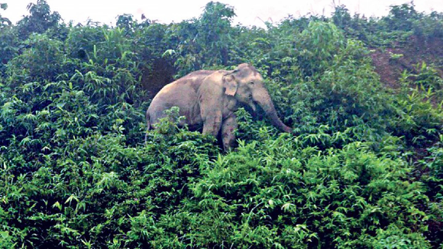 World Elephant Day today: Threats intensified