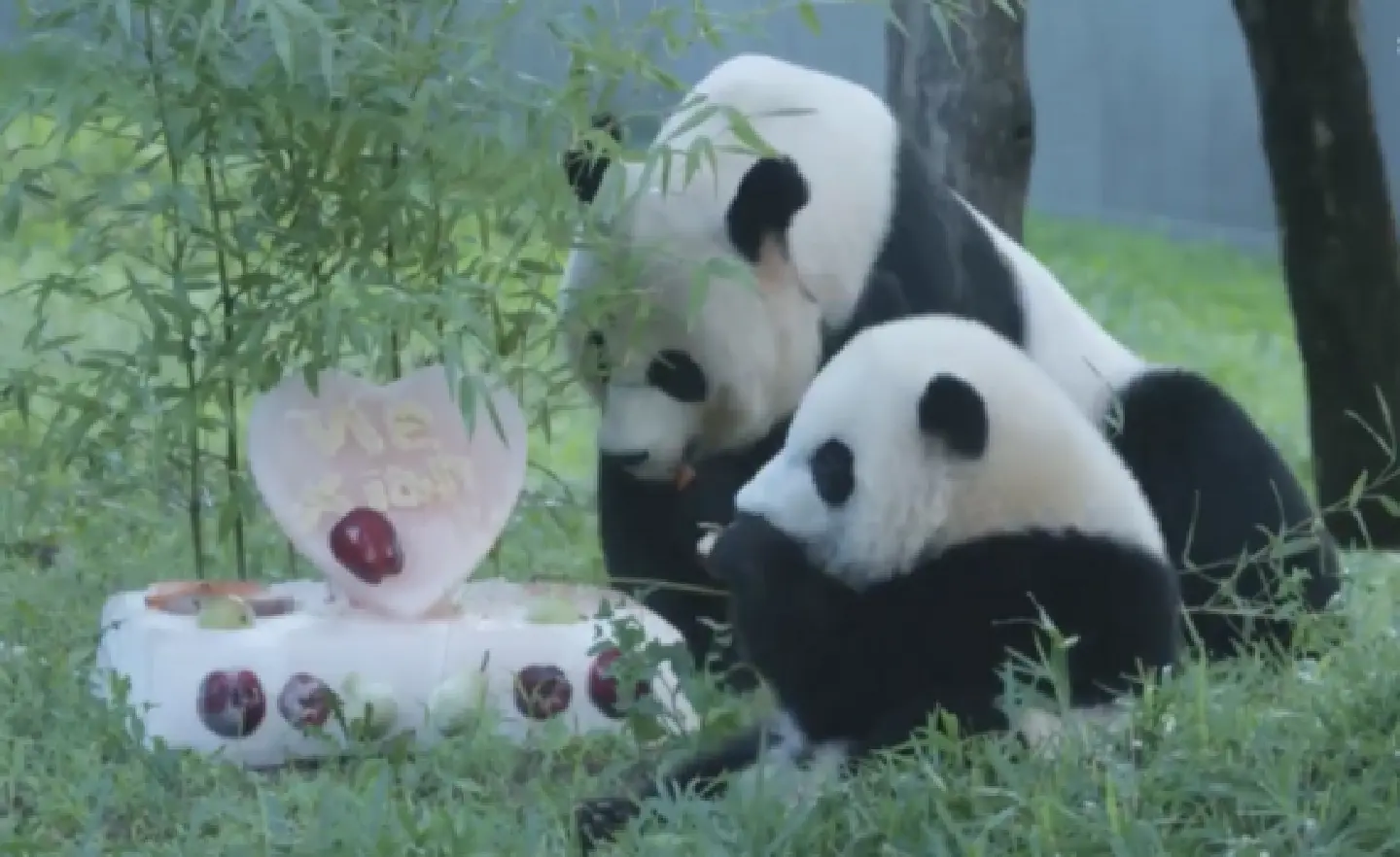Washington national zoo celebrates panda cub Xiao Qi Jis 1st birthday