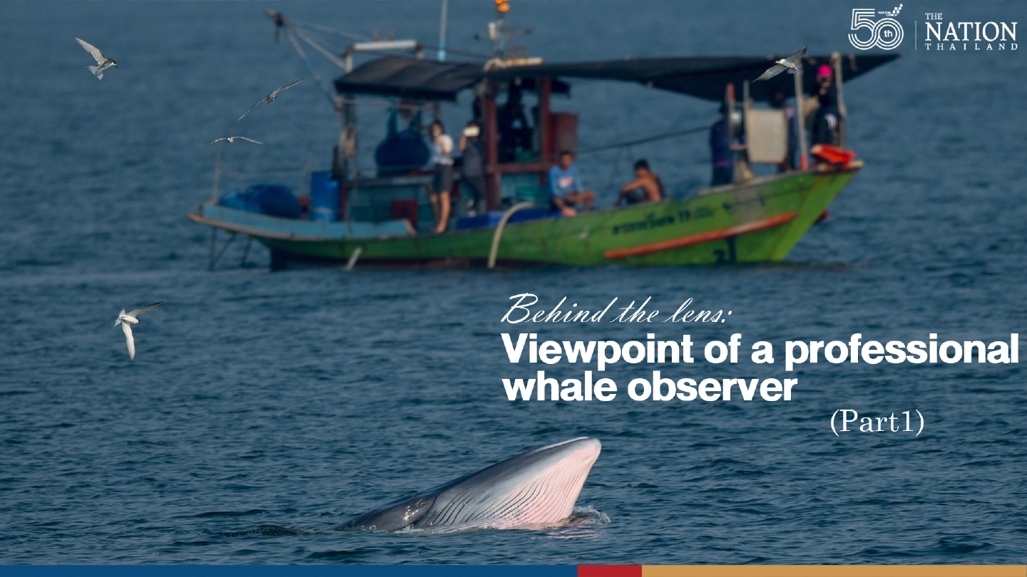 Behind the lens: Viewpoint of a professional whale observer EP.1