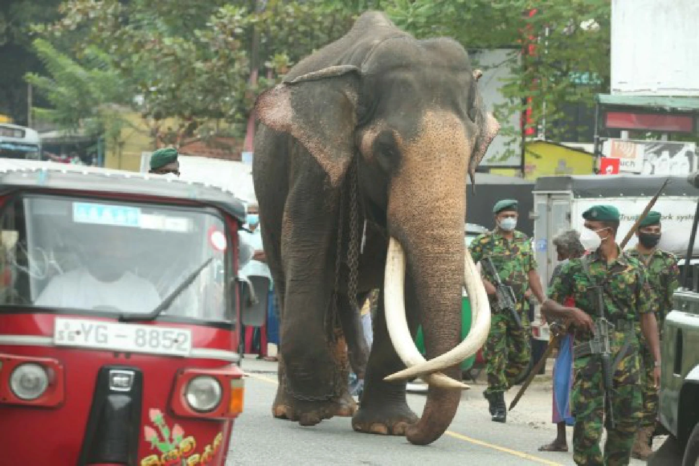 Asia Album: Royal elephant walks 10 days to join Buddhist festival in Sri Lanka