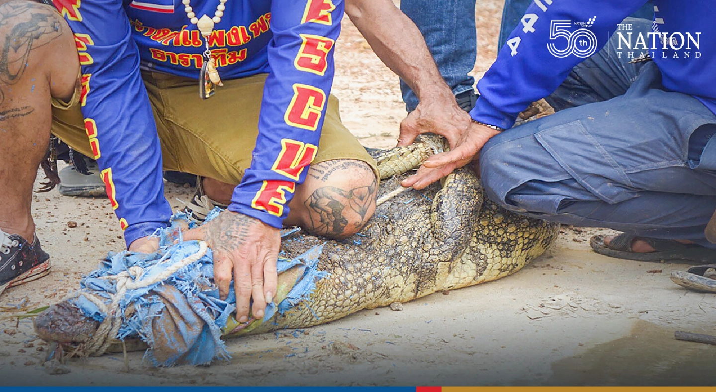 Dramatic crocodile capture in Kamphaeng Phet