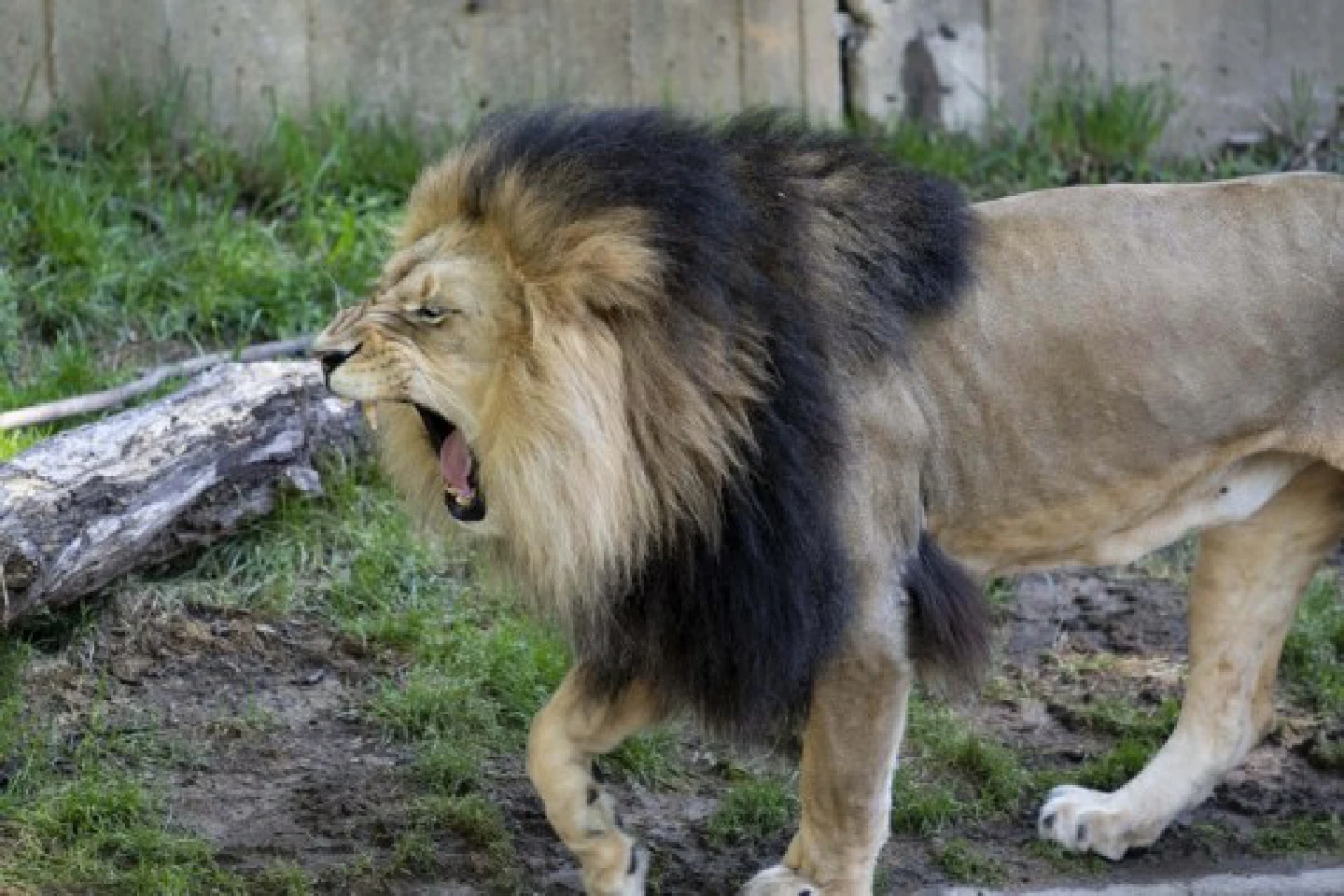 Lions, tigers in U.S. national zoo test presumptive positive for coronavirus Lions, tigers in U.S. national zoo test presumptive positive for coronavirus