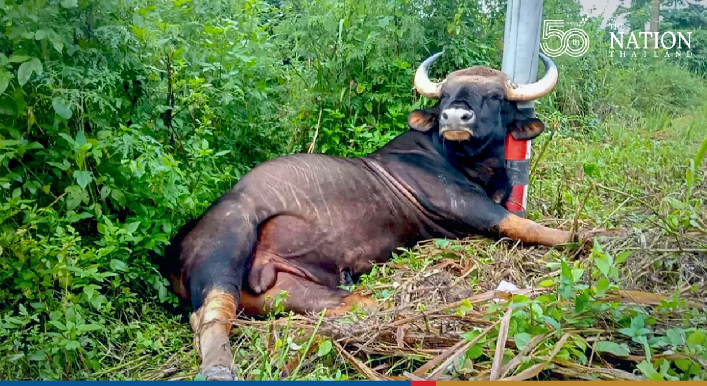 Wild bull dies in Khao Yai park, possibly from electric shock