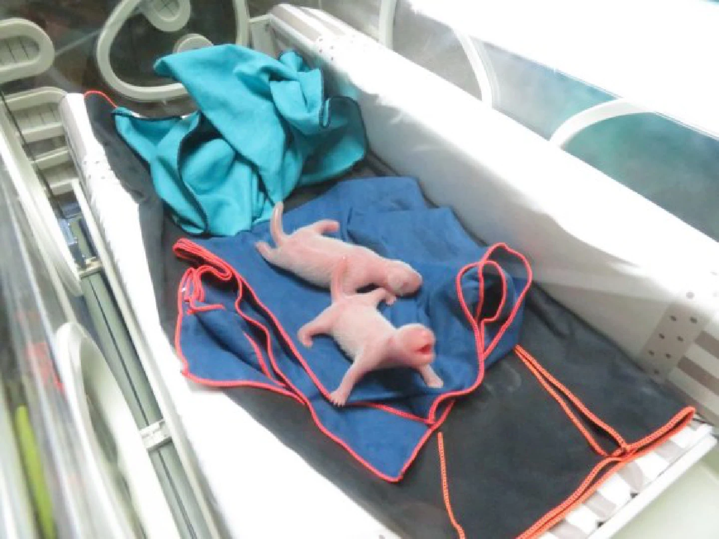 Twin giant panda cubs born in Madrid "fine, healthy" Twin giant panda cubs born in Madrid "fine, healthy"
