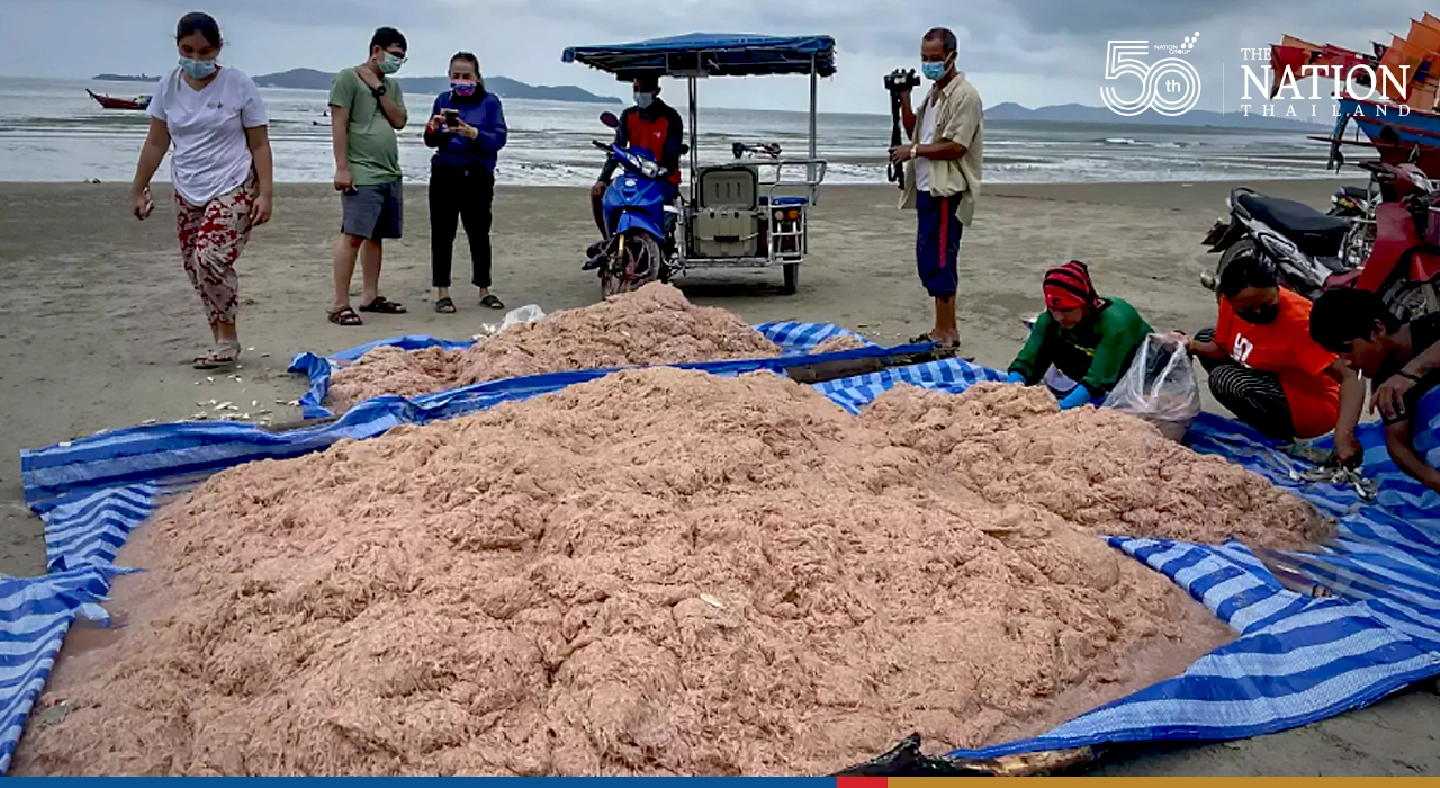 Rayong beach comes alive with krill fishing Rayong beach comes alive with krill fishing