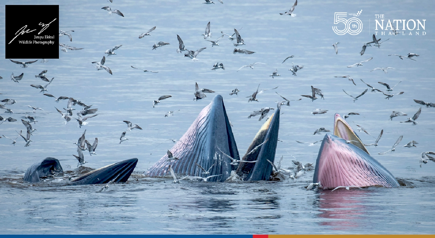 Brydes whale population up by 10 since 2020 Brydes whale population up by 10 since 2020