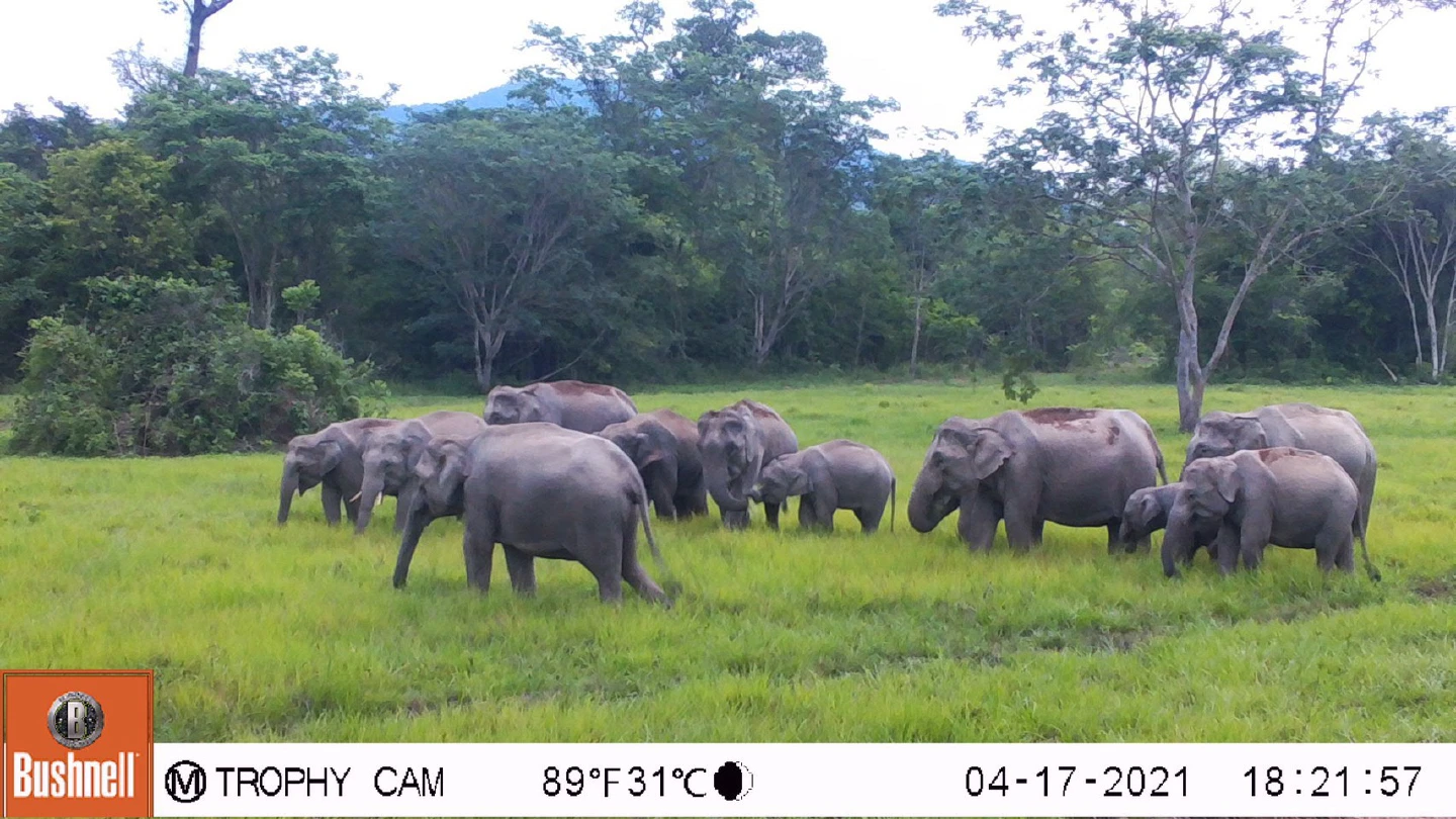 Bajrasudha Gajanurak : A Royal Elixir to Strengthen Wild Elephants
