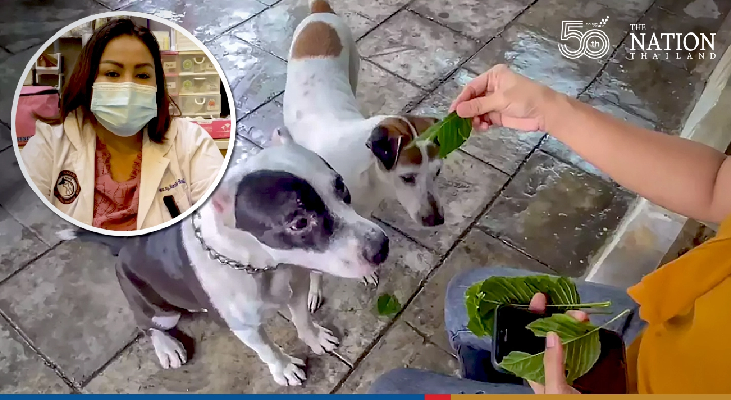 Three family pooches get hooked on kratom, owners given stern warning Three family pooches get hooked on kratom, owners given stern warning