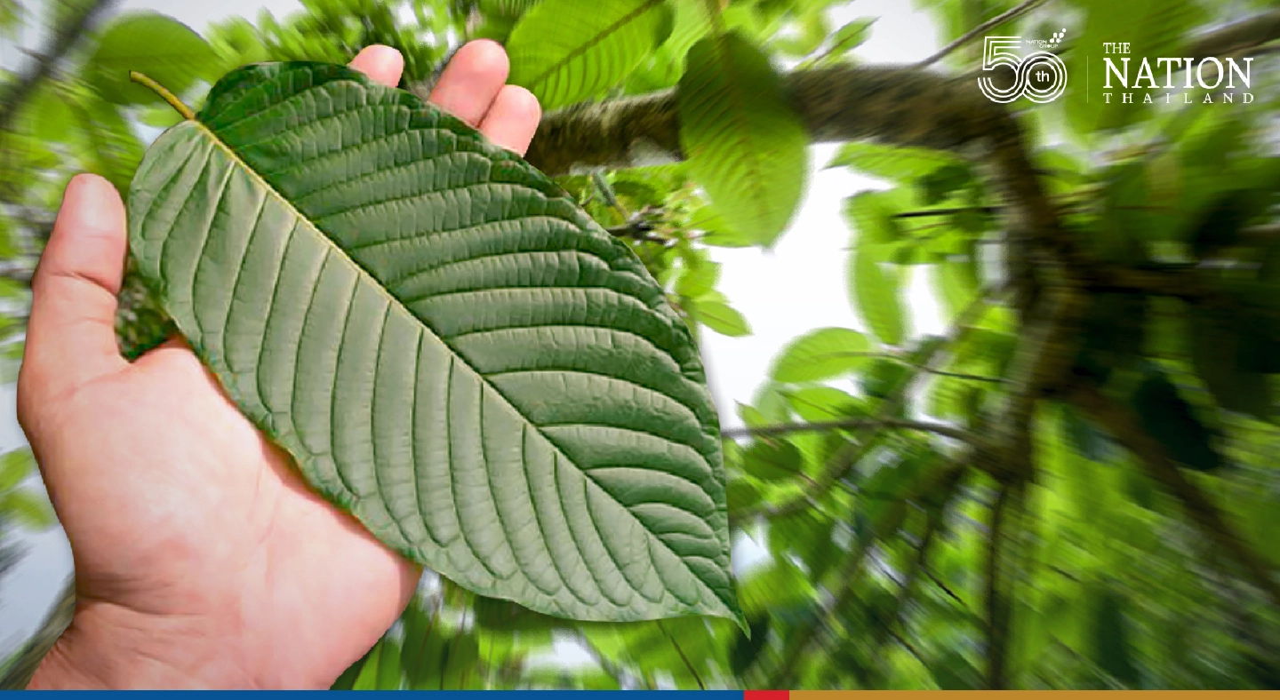First kratom extraction plant to be set up in Surat Thani