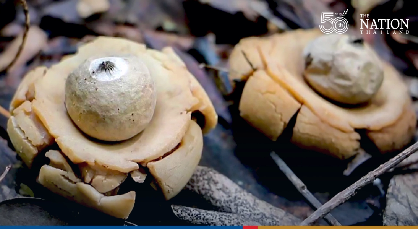 Petchabun villager stumbles across one of world’s rarest mushrooms Petchabun villager stumbles across one of world’s rarest mushrooms
