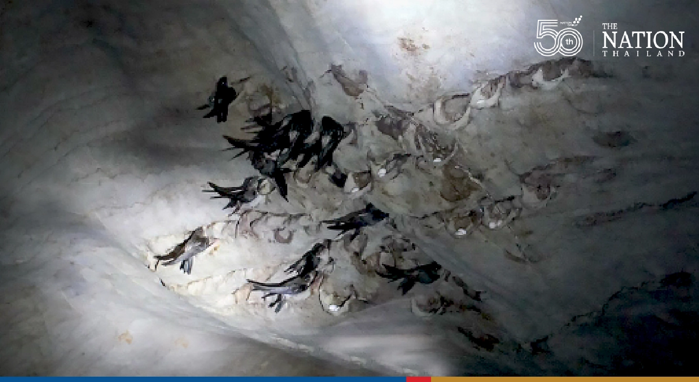 Phatthalung police ready arrest warrants for suspects in mass killing of swiftlets Phatthalung police ready arrest warrants for suspects in mass killing of swiftlets