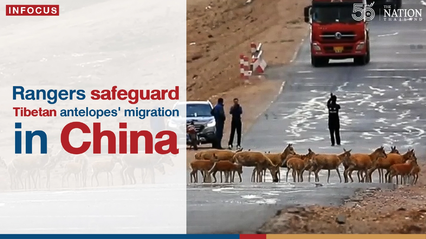 Rangers safeguard Tibetan antelopes migration in China