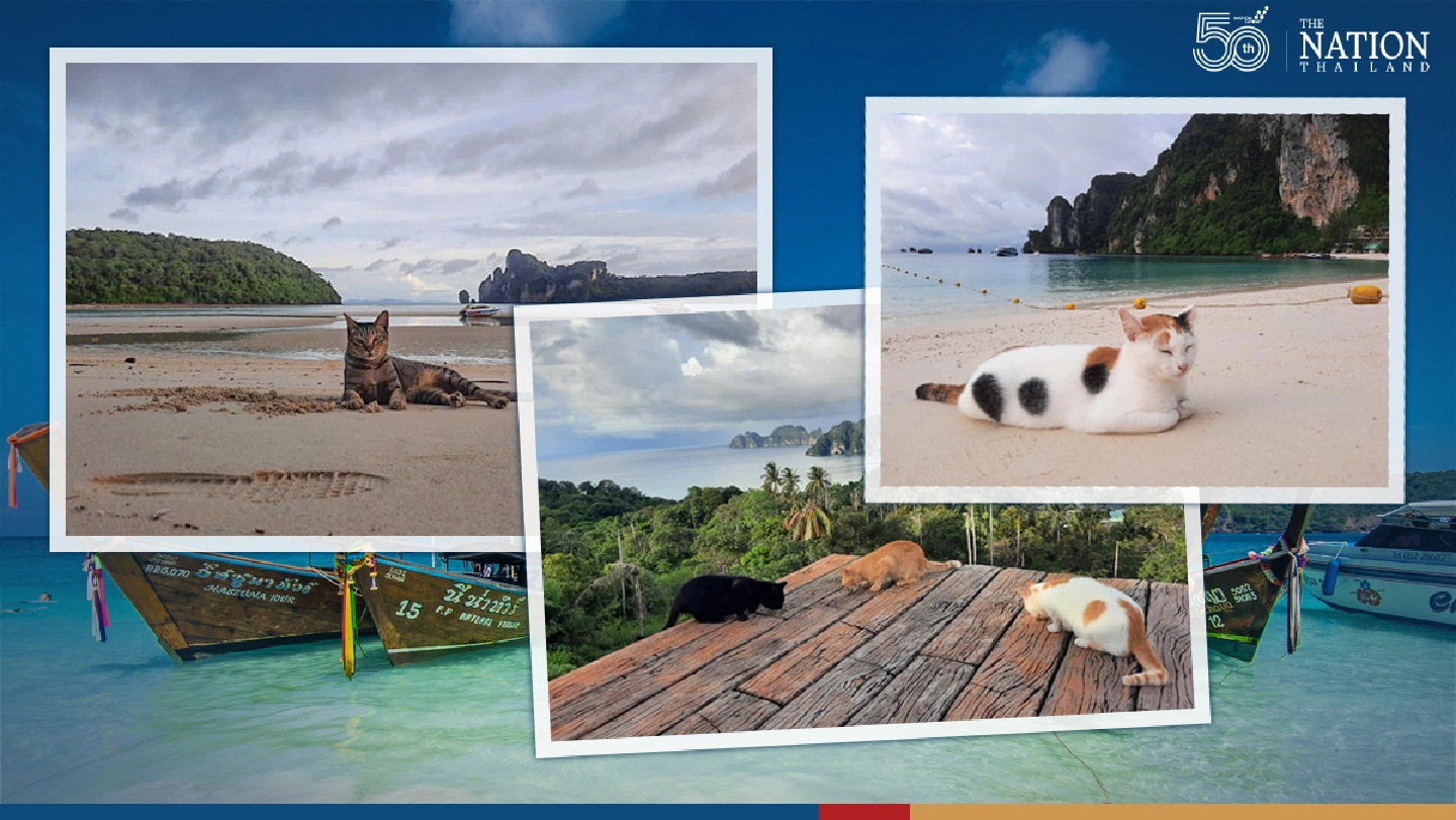 Phi Phi locals step in to feed cats left abandoned on island