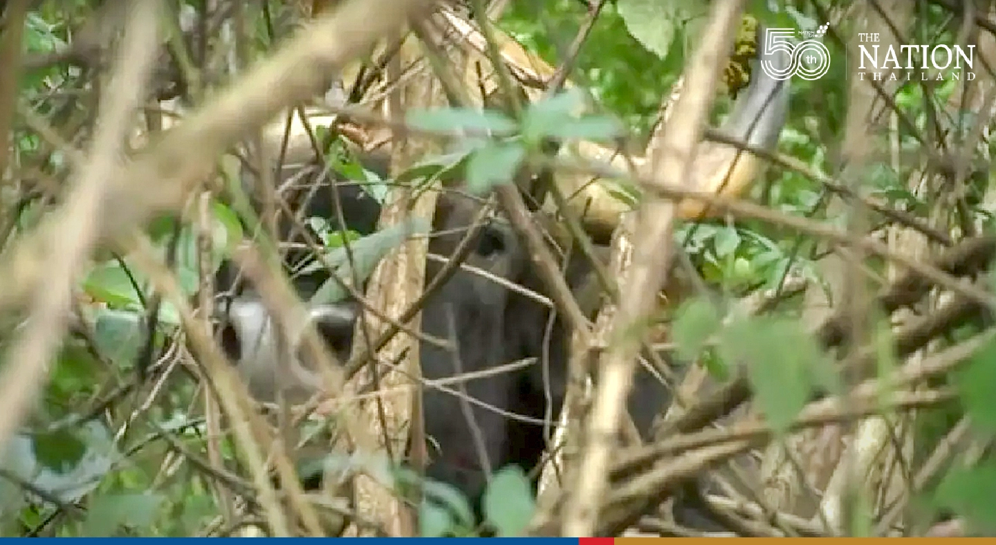 Forest ranger killed by gaur during patrol duty