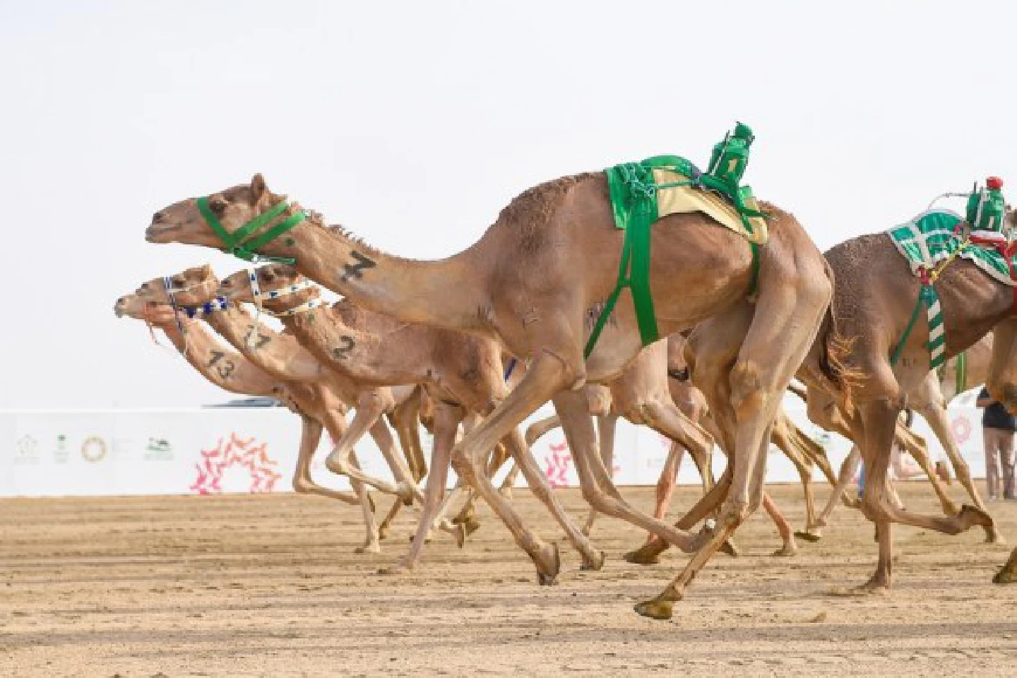 Mideast in Pictures: Camel racing festival in Saudi Arabia