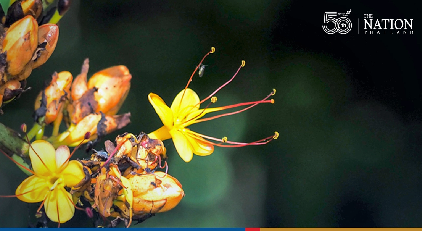 New species of tree discovered in Mae Hong Son New species of tree discovered in Mae Hong Son
